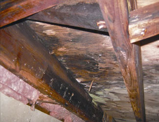 mold and rot in a La Grange crawl space
